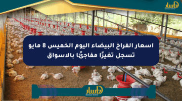 أسعار الفراخ البيضاء اليوم الخميس 8 مايو تسجل تغيرًا مفاجئًا بالأسواق